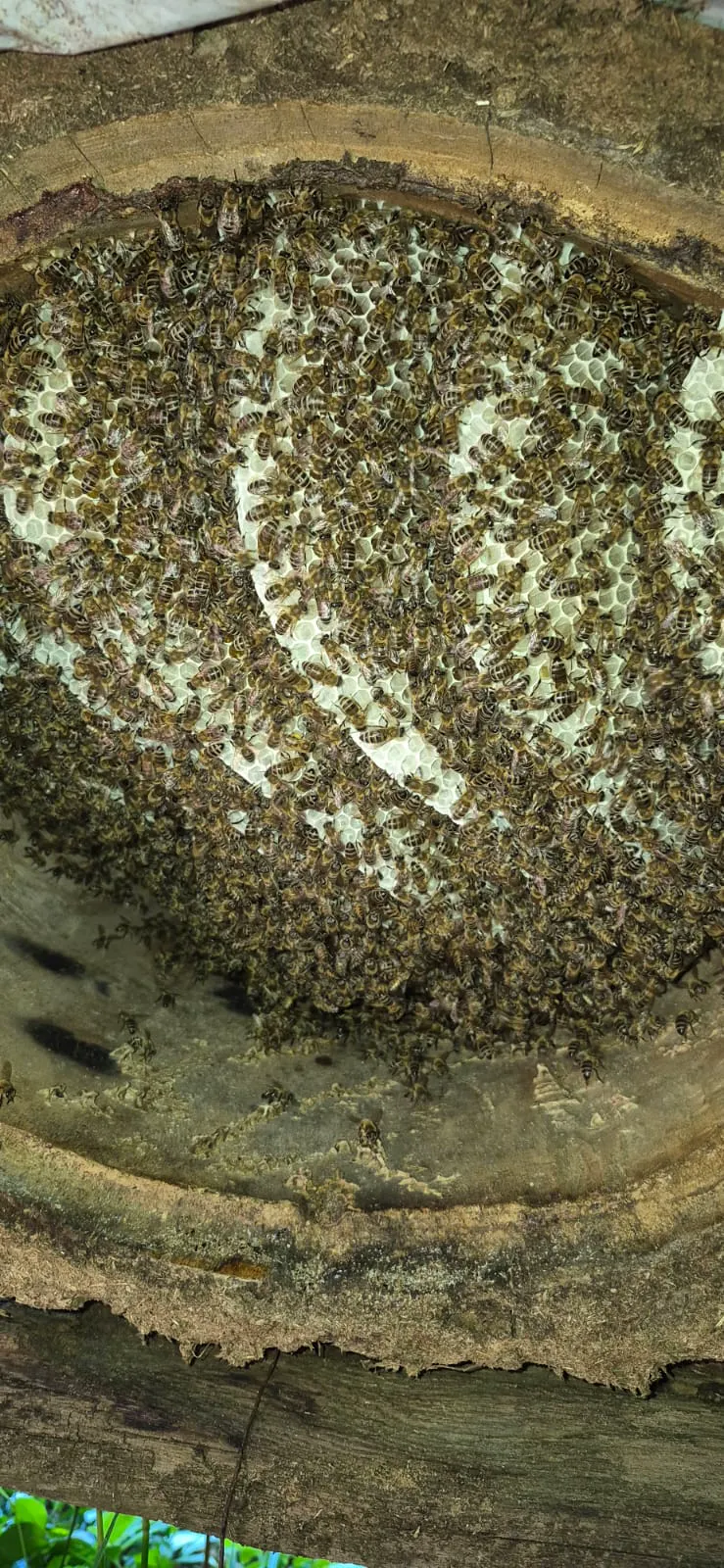 Bee hive and honey production